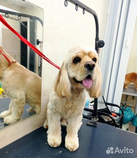 Американский кокер-спаниель вязка