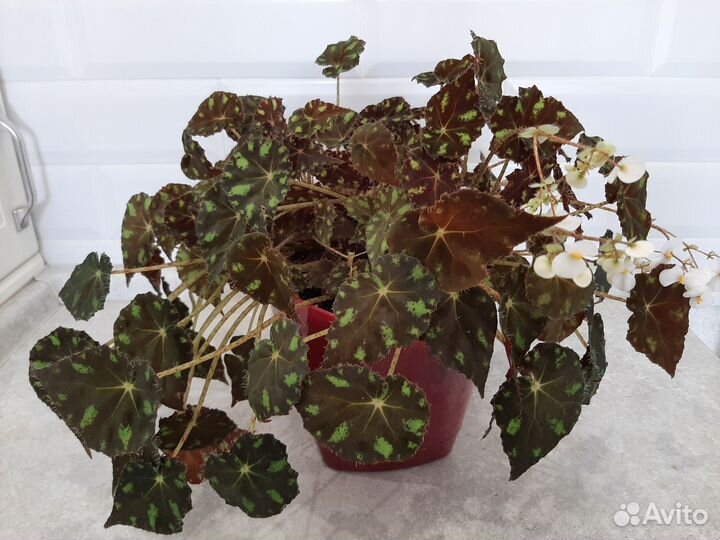 Бегония Бауэра Тайгер