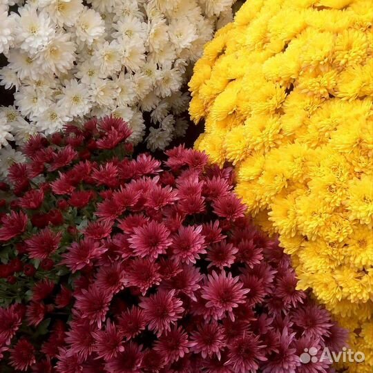 Хризантемы мультифлора