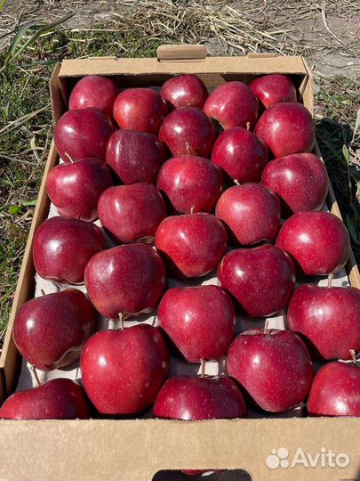 Яблоки в наличии опт