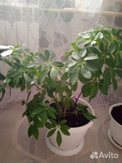 Комнатные растения/ Цветы большие для дома/офиса