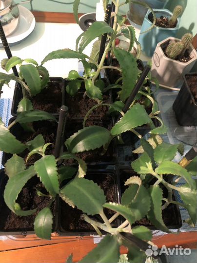 Каланхоэ дегремона