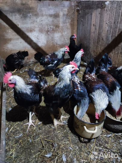 Молодые петушки