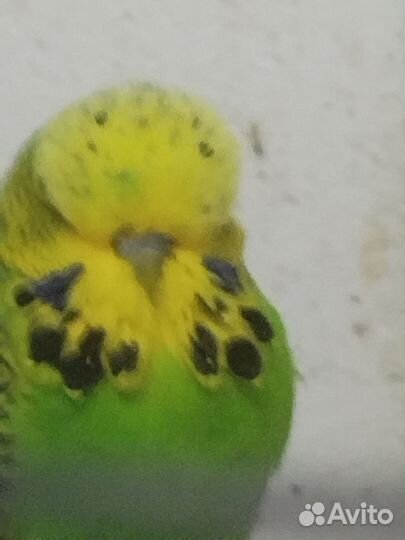 Выставочные попугаи чехи