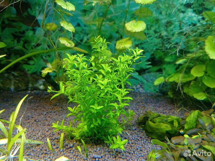 Микронтенум