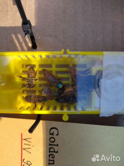 Матки, карника и бакфаст, пчелопакеты