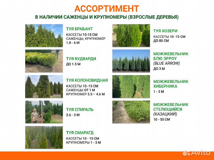 Лиственные деревья от производителя