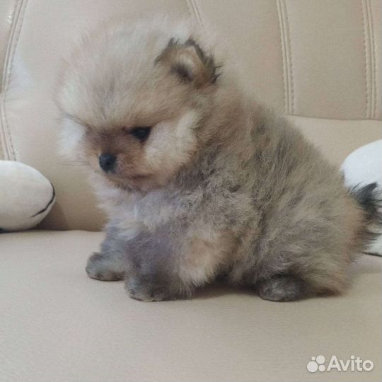 Щенки померанского шпица