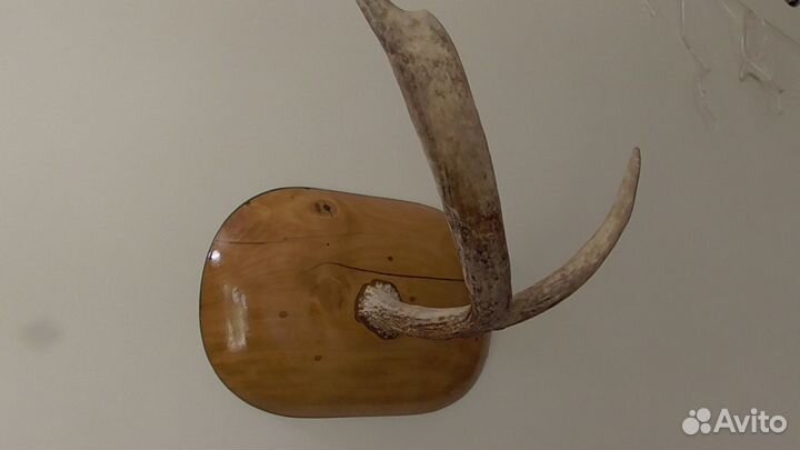 Рога лося на стену