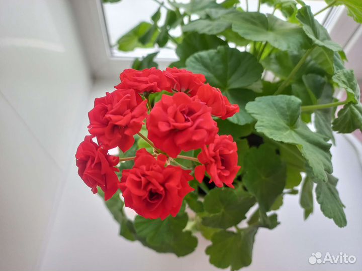 Пеларгония герань