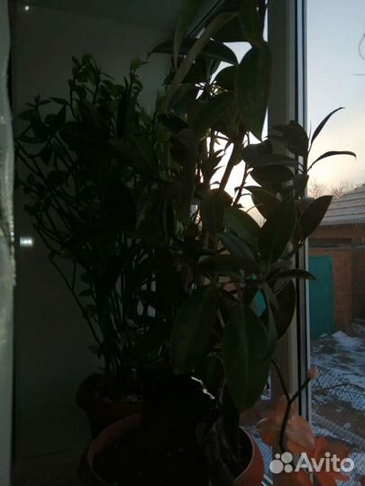 Комнатные цветы