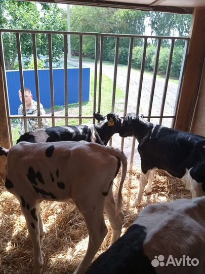 Бычки и телята