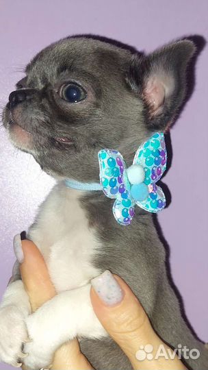 Лиловый и голубой мальчишки чихуахуа