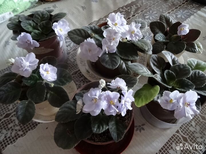 Фиалки обмен