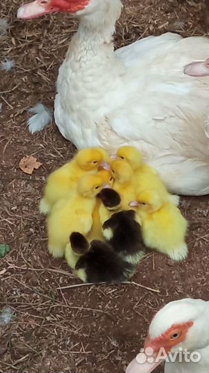 Белые индоутята