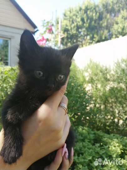 Котенок, мальчик 2 мес