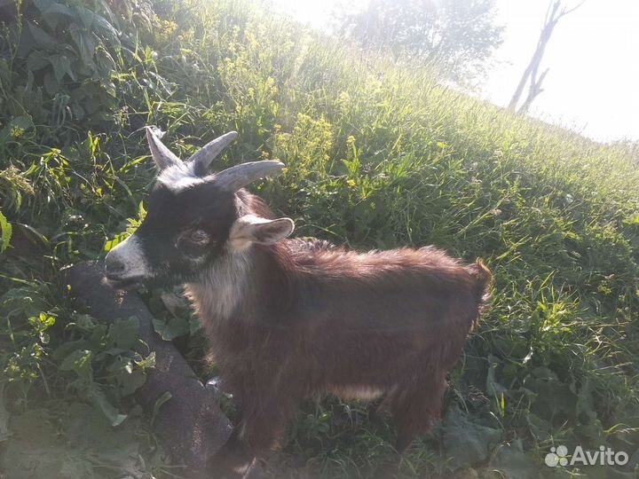 Козел молодой на племя