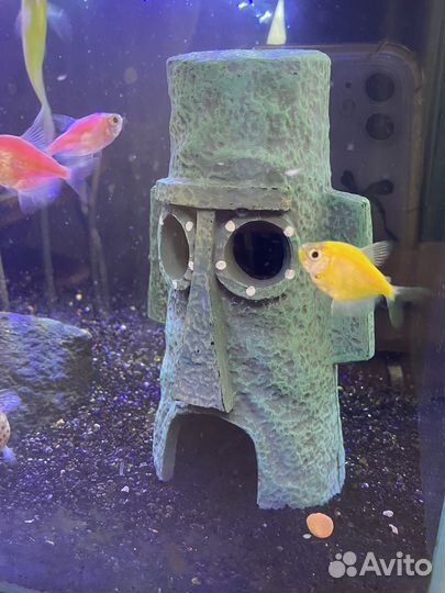 Аквариум без рыб