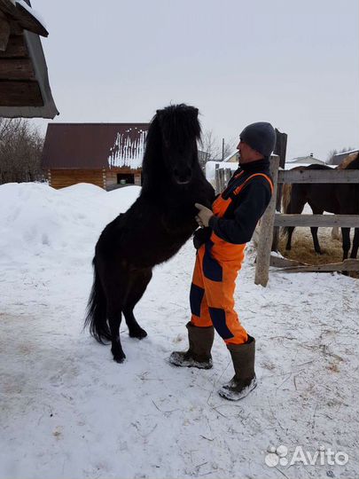Жеребцы на случку