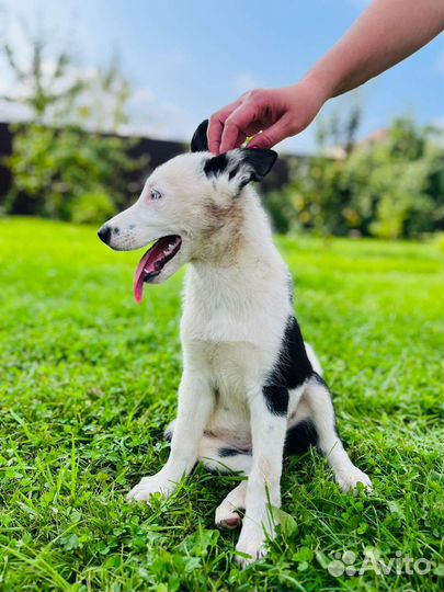 Щенки хаски помесь