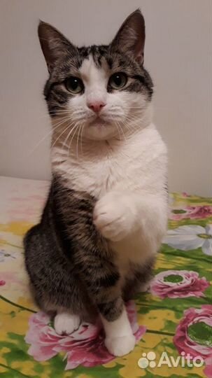 Кошечка Люся