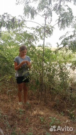 Акация белая гледичия крупномер