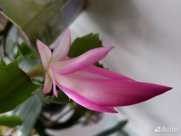 Декабрист шлюмбергера