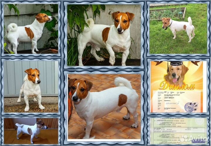 Вязка джек рассел терьер, кобель