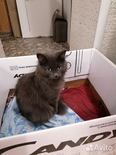 Отдам котят