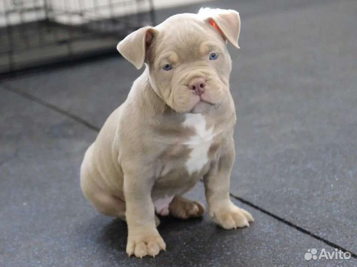 Американский булли вязка & щенки