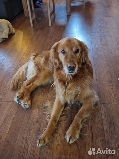 Золотистый ретривер вязка