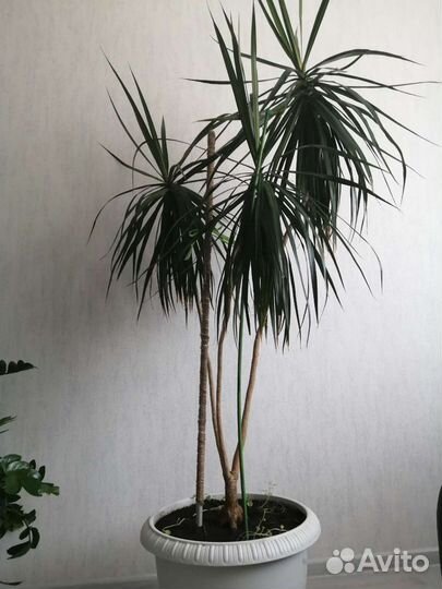 Пальма драцена