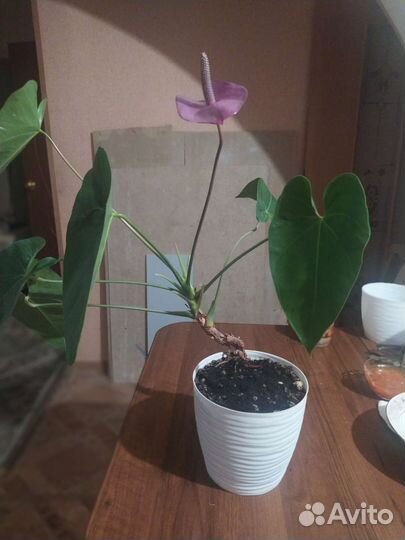 Комнатные цветы антуриум