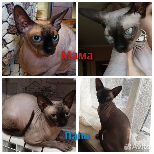 Котята канадского сфинкса девочка
