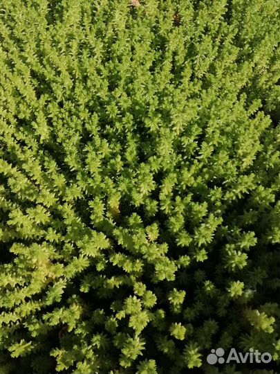 Почвопокровные растения