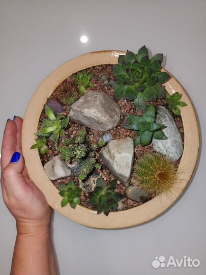 Композиция подарочная из кактусов и суккулентов