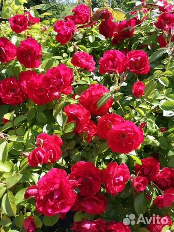 Роза плетистая