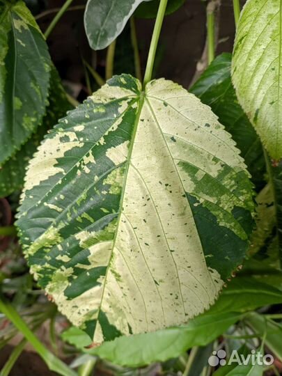 Акалифа Уилкса