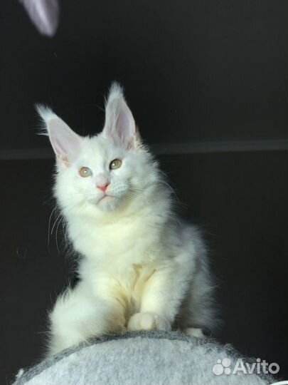 Котята мейн-кун