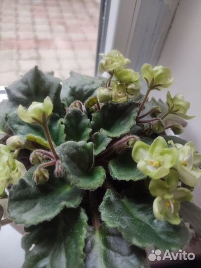 Сенполия (узамбарская фиалка) Emerald love E. Kolb