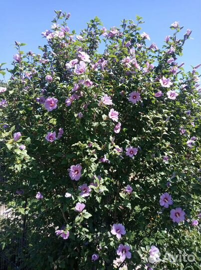 Гибискус Мыльнянка лекарственная