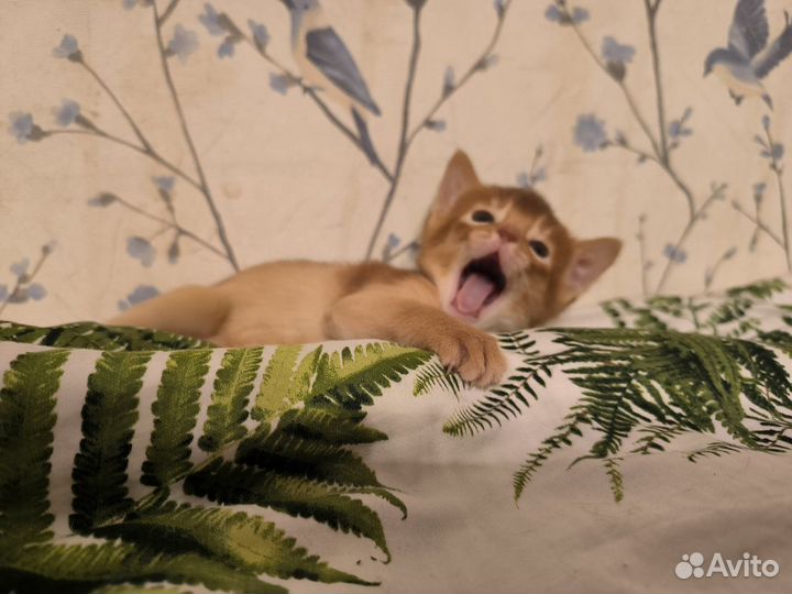 Абиссинские котята