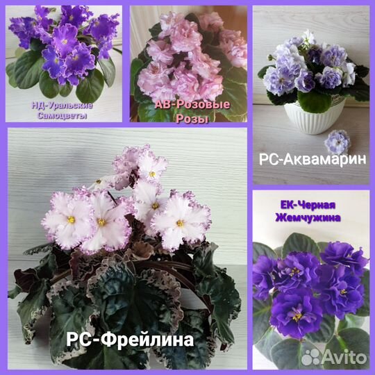 Детки сортовых фиалок