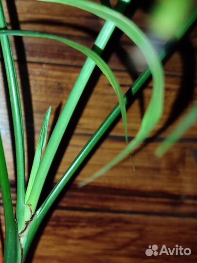 Пальма хамедорея