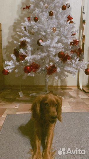 Спаниель вязка