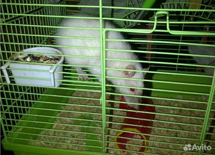 Крыска ручная бесплатно