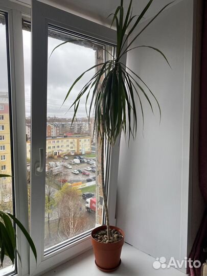 Пальма драцена