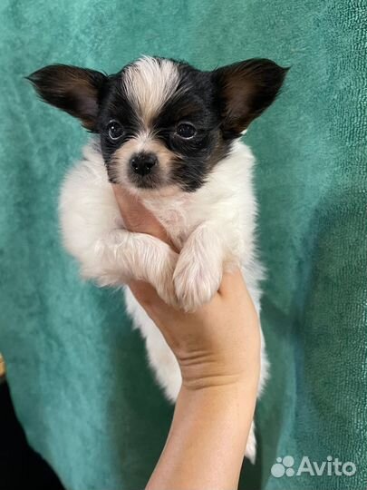 Щенки папийоны