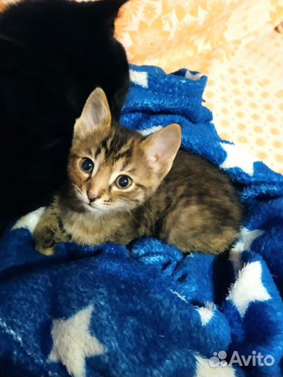 Маленький котенок девочка в добрые руки