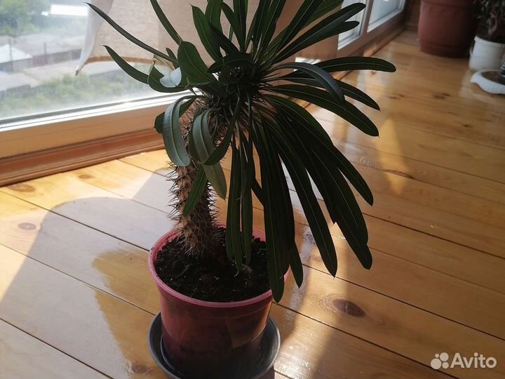 Комнатные растения